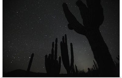 Cardon (Pachycereus pringlei) cacti by night, El Vizcaino Biosphere Reserve, Mexico.