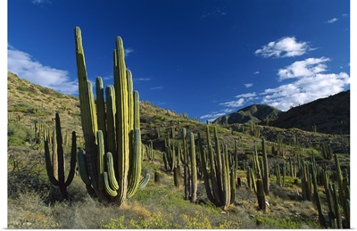 Cardon (Pachycereus pringlei) cactii in desert landscape, Baja California, Mexico