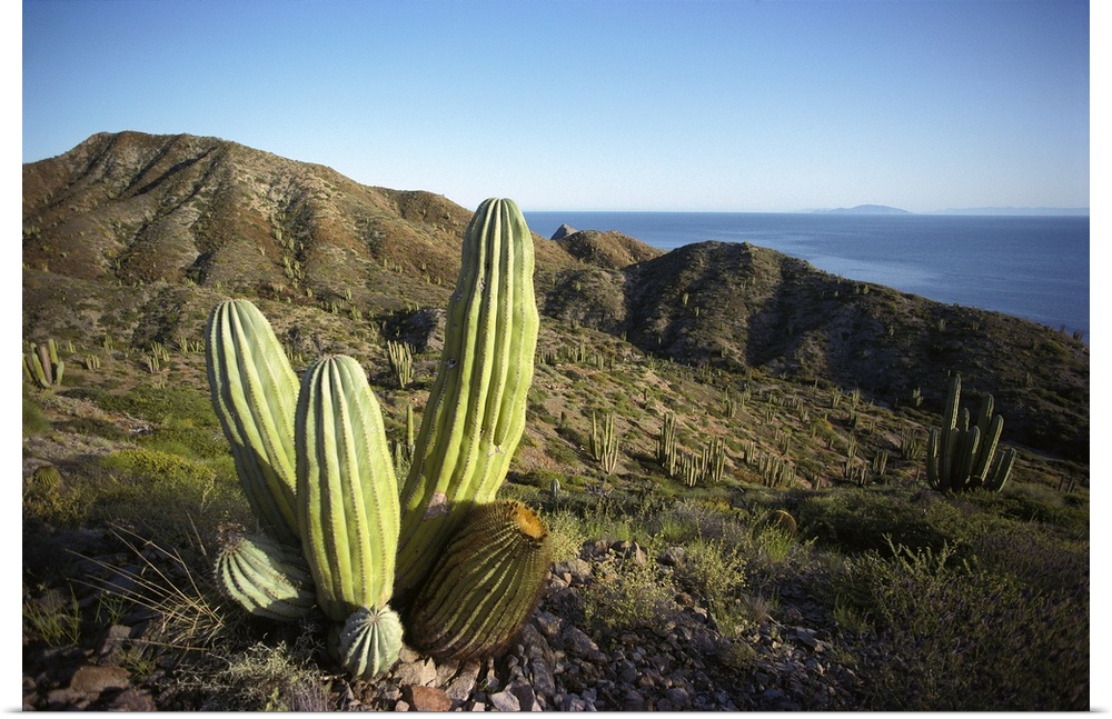 Cardon (Pachycereus pringlei) cactus in dry arroyo, Sea of Cortez, Mexico