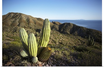 Cardon (Pachycereus pringlei) cactus in dry arroyo, Sea of Cortez, Mexico