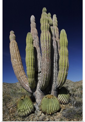 Cardon (Pachycereus pringlei) cactus, Santa Catalina Island, Sea of Cortez, Mexico
