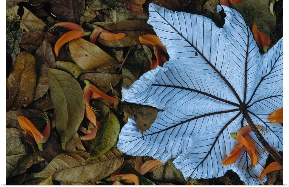 Cecropia (Cecropia sp) leaf atop lobster claw petals on tropical rainforest floor, Mesoamerica