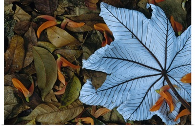 Cecropia leaf atop lobster claw petals on tropical rainforest floor, Mesoamerica