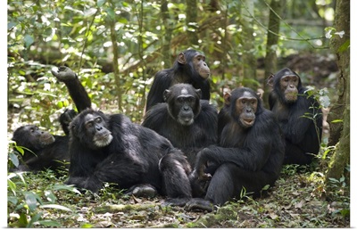 Chimpanzee group resting on forest floor, western Uganda