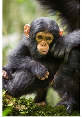 Chimpanzee six month old infant, western Uganda