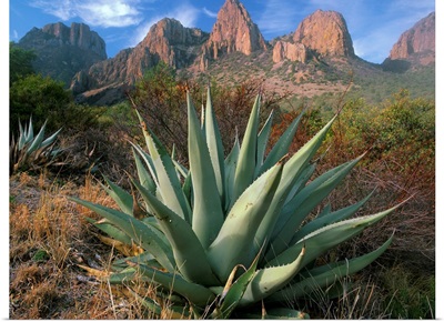 Chisos Agave (Agave havardiana) and the Chisos Mountains, Big Bend National Park, Texas
