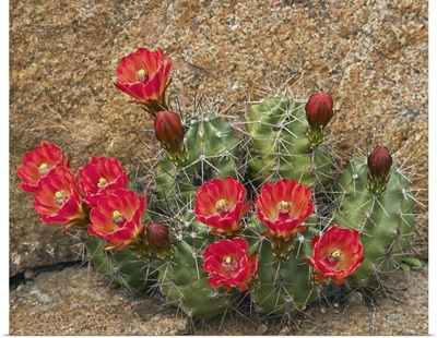 Claret Cup Cactus (Echinocereus triglochidiatus) flowering, Utah