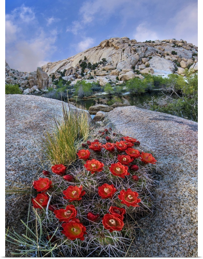 Claret Cup Cactus near Barker Pond Trail, Joshua Tree National Park, California