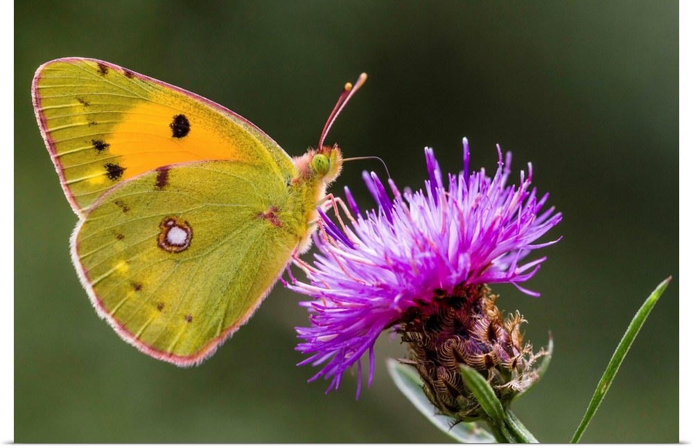 Clouded Yellow (Colias croceus) butterfly feeding on flower nectar, Overijssel, Netherlands.