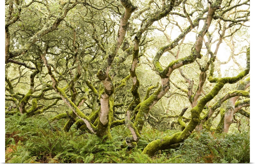 Coast Live Oak trees and Sword Ferns in evergreen forest, California