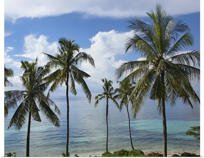 Coconut Palm (Cocos nucifera) trees, Bikini Beach, Panglao Island, Philippines