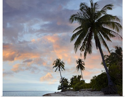 Coconut Palm (Cocos nucifera) trees, Pamilacan Island, Bohol Island, Philippines