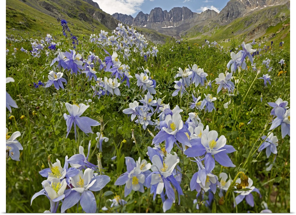 Colorado Blue Columbine (Aquilegia caerulea) flowers in American Basin, Colorado