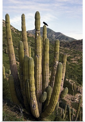 Common Raven perching in Cardon cactus, Sonoran Desert, Mexico