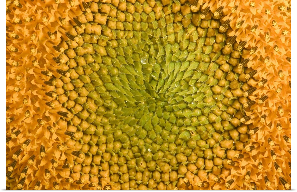 Macro photograph of the center of a Sunflower.