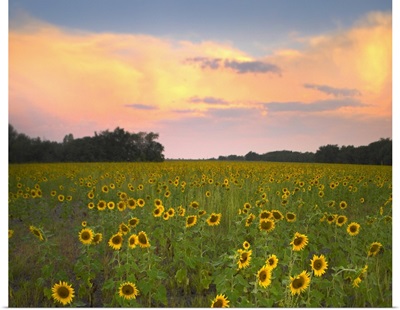 Common Sunflower field near Flint Hills National Wildlife Refuge, Kansas