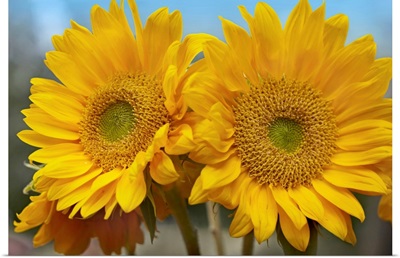 Common Sunflower (Helianthus annuus) flowers, North America