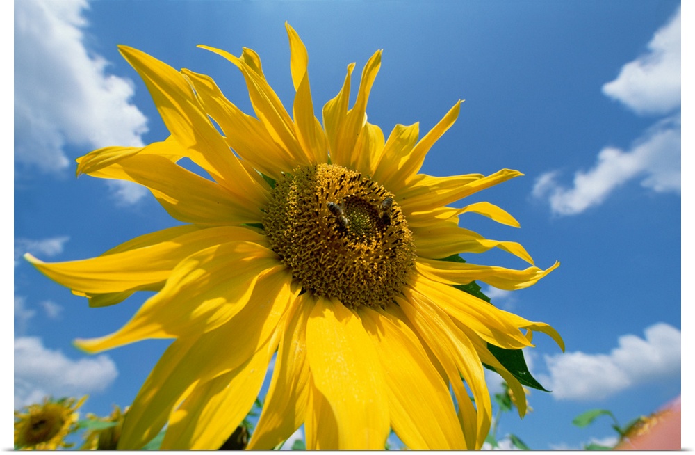 Common Sunflower (Helianthus annuus) with blue sky and clouds