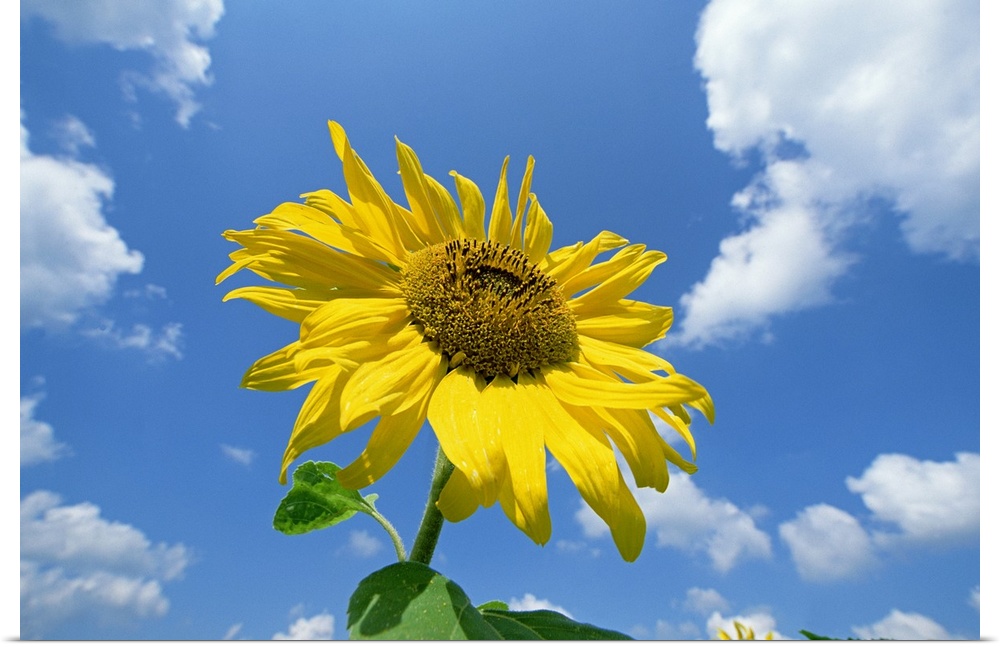 Common Sunflower (Helianthus annuus) with blue sky and clouds behind