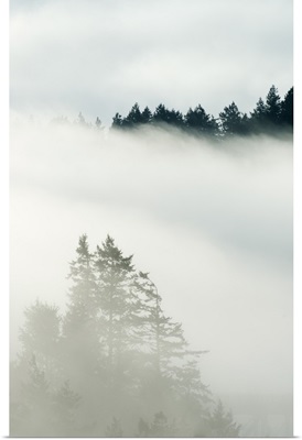 Coniferous forest in fog, Deception Pass State Park, Washington