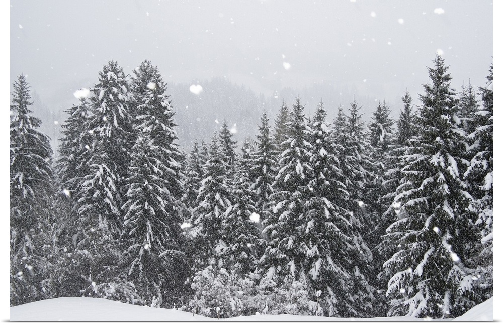 Verschneite Fichten, Winterlandschaft in den Bayerischen Alpen, Oberbayern, Deutschland / winterscenery with snowfall in t...
