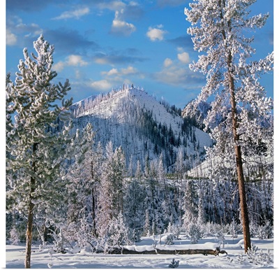 Conifers In Winter, Yellowstone National Park, Wyoming
