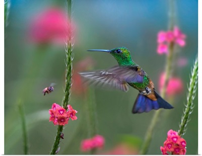 Copper-Rumped Hummingbird Flying, Trinidad, Caribbean