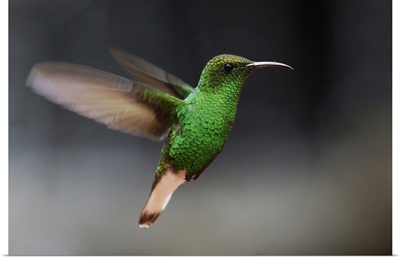 Coppery-headed Emerald hummingbird hovering, Costa Rica