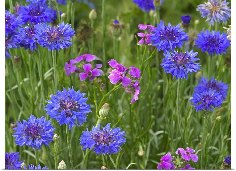 Cornflower and Pointed Phlox blooming in grassy field, North America