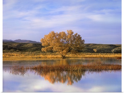 Cottonwood Tree and Sandhill Crane flock, Bosque del Apache, New Mexico