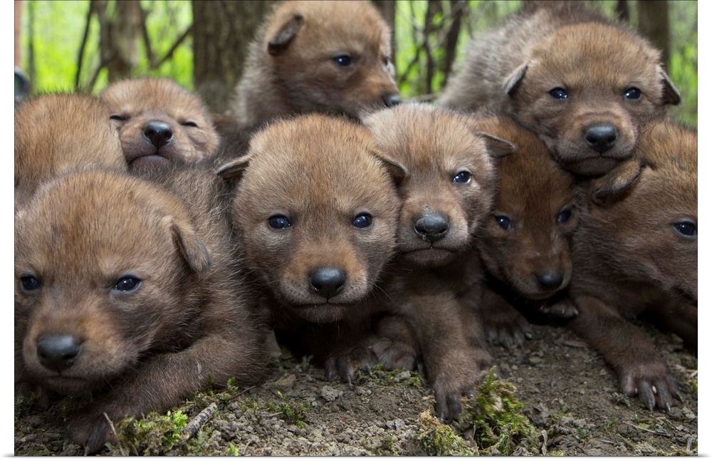 Coyote (Canis latrans) four week old wild pups, Chicago, Illinois.