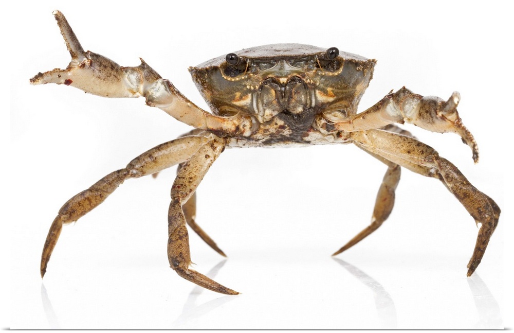 A freshwater crab (Trichodactylidae) from Suriname