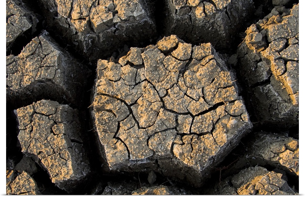 Cracked, dried out mud, Mokolodi Nature Reserve, Botswana