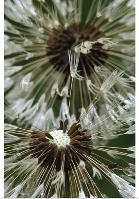 Dandelion (Taraxacum officinale) seed head, North America