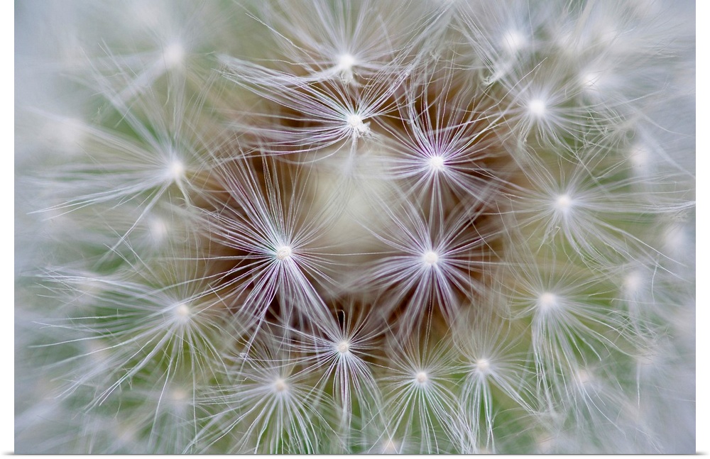 Macro photography of an extreme close up of dandelion seeds.