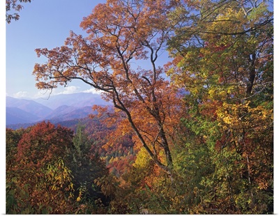 Deciduous forest in autumn, Blue Ridge Parkway, Great Smoky Mountains, North Carolina