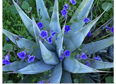 Desert Bluebell (Campanula rotundifolia) and Agave (Agave sp) North America