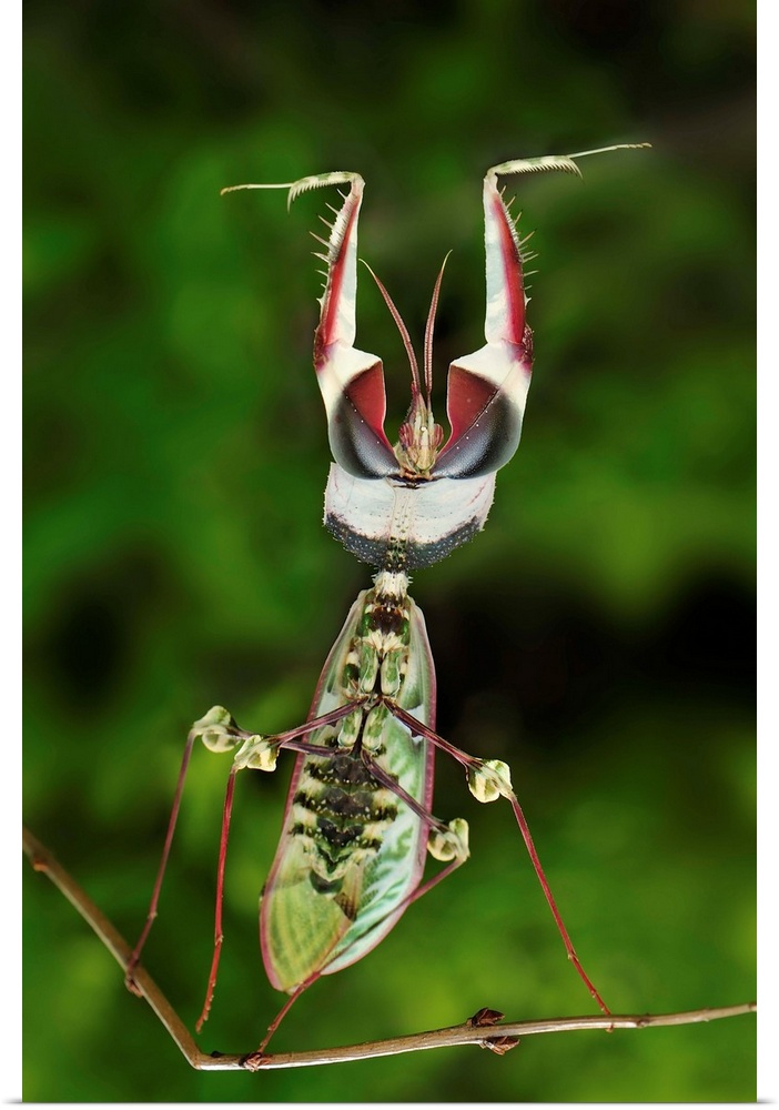 Devil's Praying Mantis (Idolomantis diabolica) in defensive posture, Tanzania.