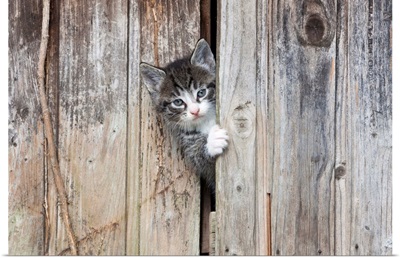 Domestic Cat Tabby kitten peering out of garden shed, Lower Saxony, Germany