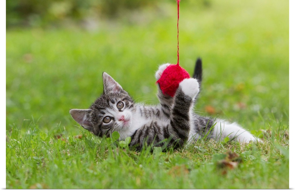kitten playing with ball of wool in garden, Lower Saxony, Germany, Europe