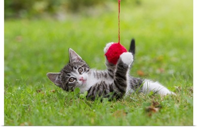 Domestic Cat, Tabby kitten playing with ball of wool in garden, Lower Saxony, Germany