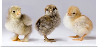 Domestic Chicken chicks showing genetic variation used to bring out traits