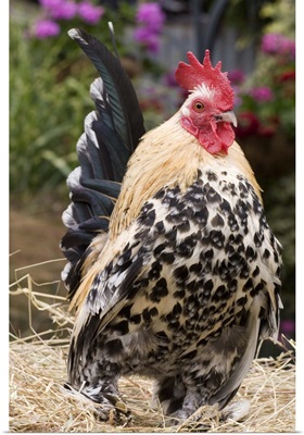 Domestic Chicken, Sable Poot, Lemon Mill Fleur cock