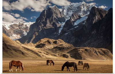 Domestic Horse herd grazing under Siula Grande, Andes, Peru