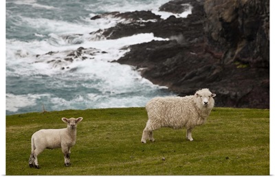 Domestic Sheep and lamb near cliff edge, Canterbury, New Zealand