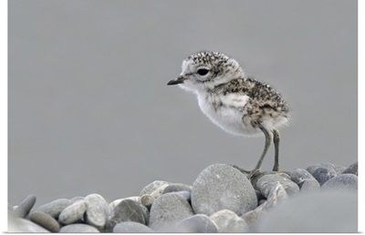 Double-banded Plover newly hatched chick, Lake Ellesmere, New Zealand