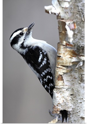 Downy Woodpecker (Picoides pubescens), Canada