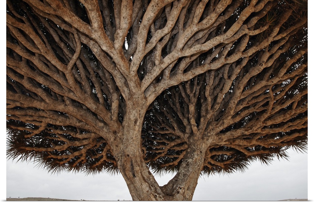 Dragon-blood Tree crown, Socotra, Yemen.