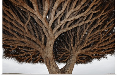 Dragon-blood Tree crown, Socotra, Yemen