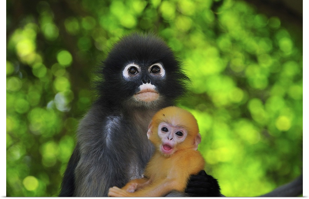 Dusky Leaf Monkey / Spectacled Langur / Spectacled Leaf Monkey - Trachypithecus obscurus - mother with baby - Khao Sam Roi...